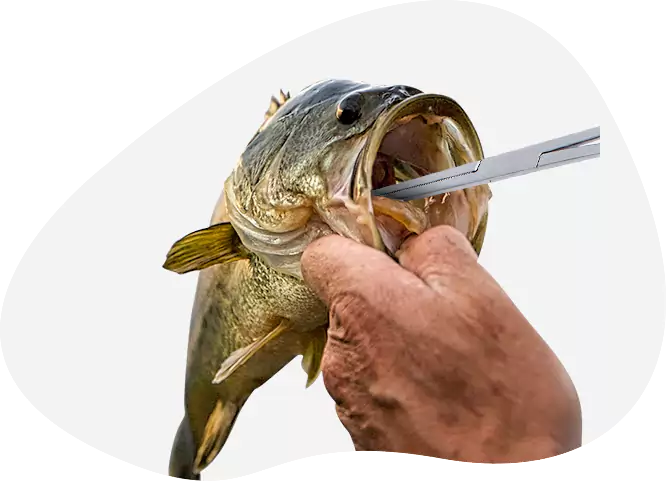 Advantages of RTI Stainless Steel Fishing Forceps